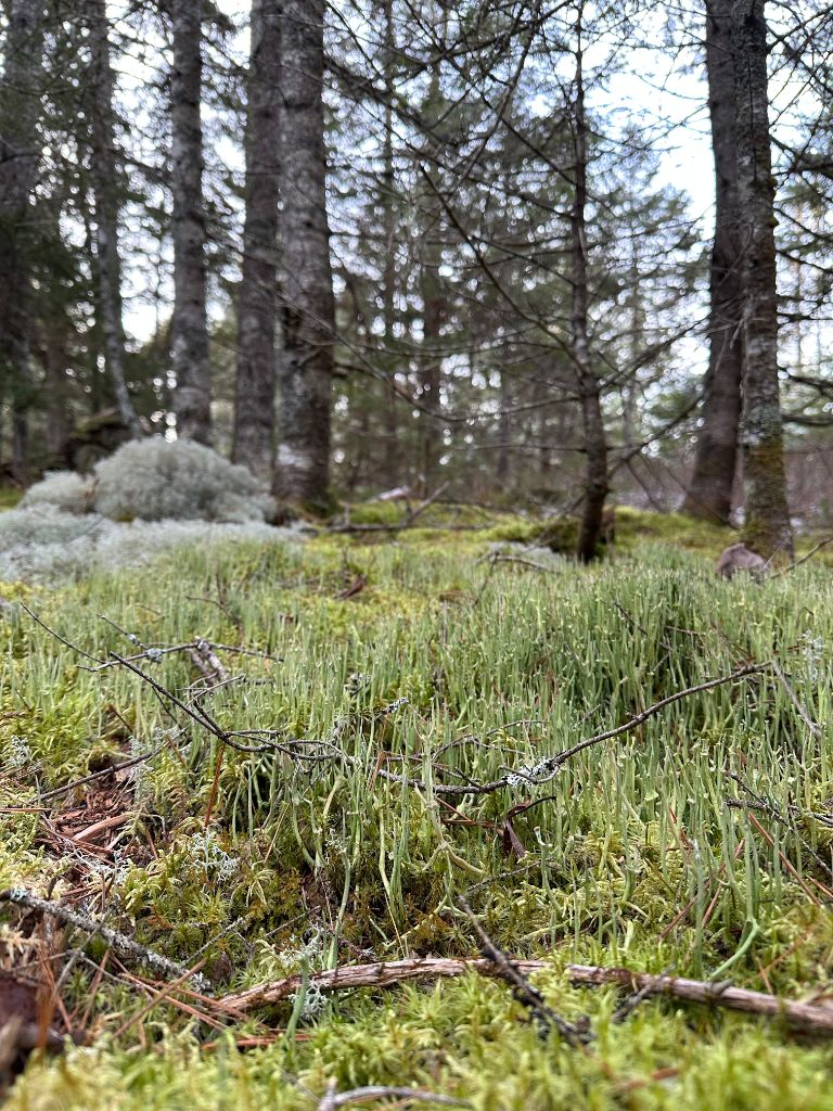 Forest floor diversity