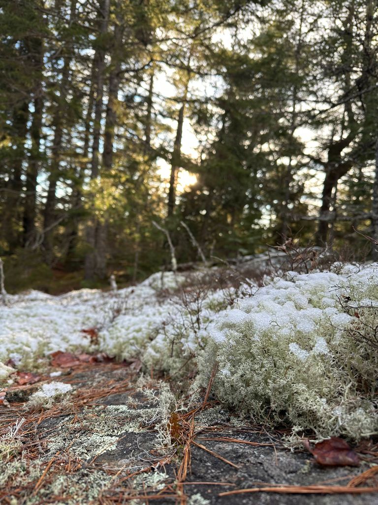 Natural forest features
