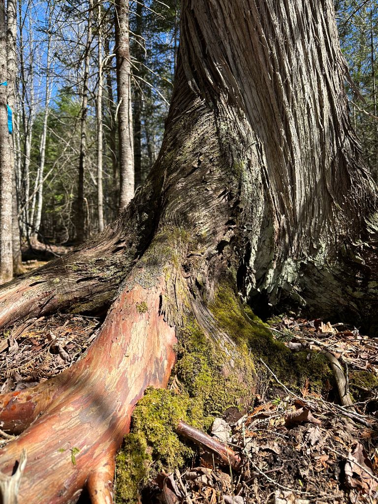 Old growth cedar evaluation